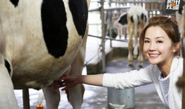 挤奶视频,揭秘现代畜牧业高效挤奶过程